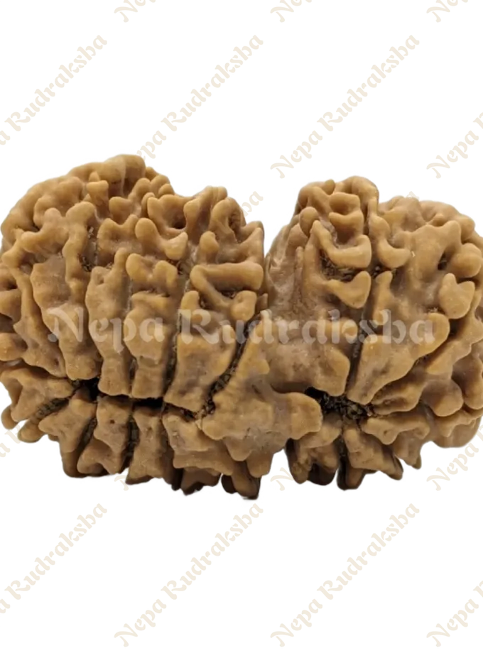 Rudraksha 17 Mukhi (17 Gauri Shankar) On Sale