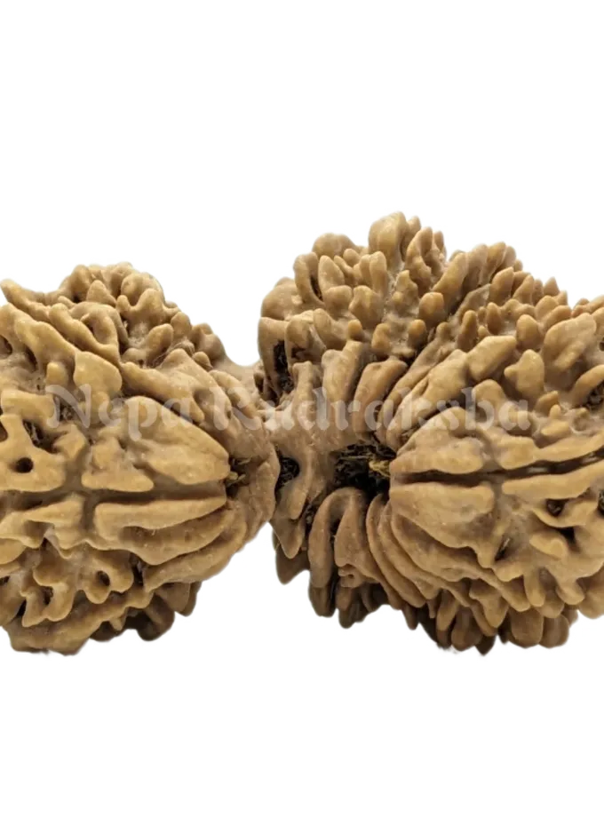 Rudraksha 18 Mukhi (18 Gauri Shankar) New Arrival