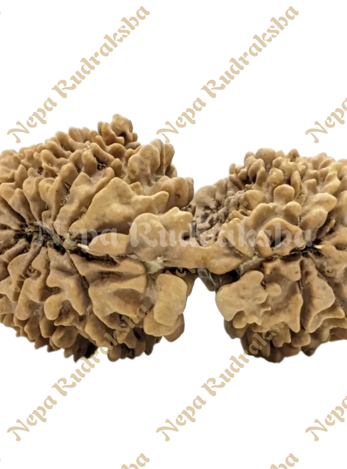 Rudraksha 18 Mukhi (18 Gauri Shankar) New Arrival