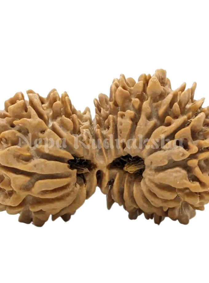 Rudraksha 19 Mukhi (19 Gauri Shankar) On Sale