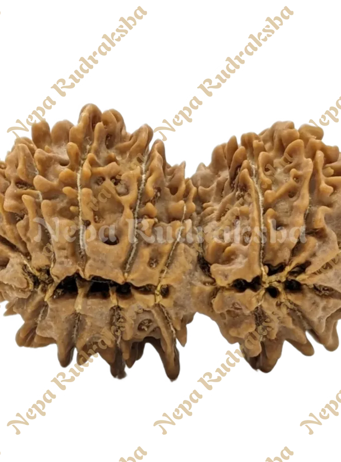 Rudraksha 19 Mukhi (19 Gauri Shankar) On Sale