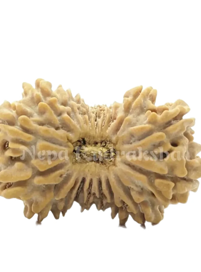 Rudraksha 19 Mukhi (Regular) Best Seller