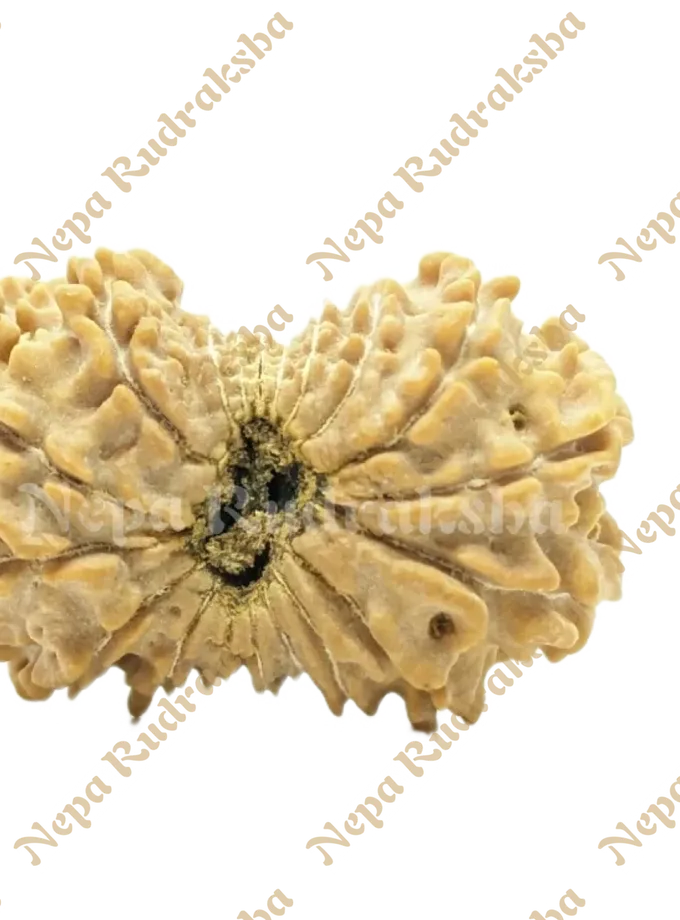 Rudraksha 19 Mukhi (Regular) Best Seller