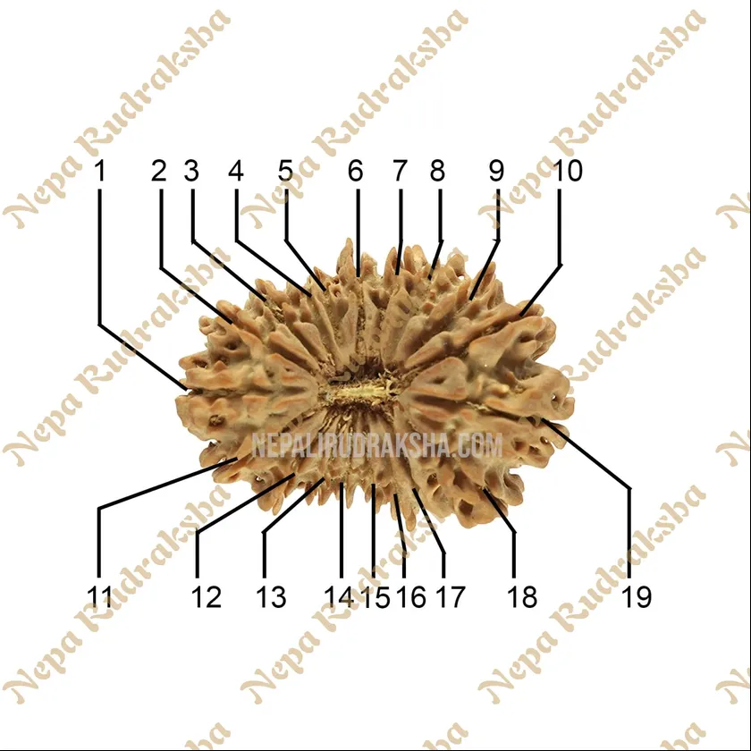 Rudraksha 19 Mukhi (Regular) Best Seller