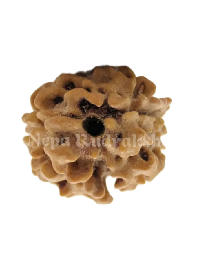 Rudraksha 2 Mukhi (India) Same Day Delivery