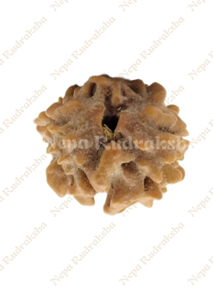 Rudraksha 2 Mukhi (India) Same Day Delivery