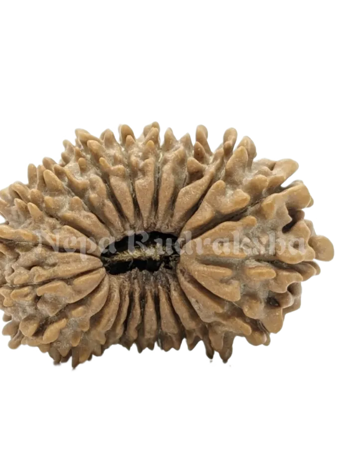 Rudraksha 20 Mukhi On Sale