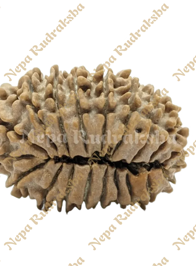 Rudraksha 20 Mukhi On Sale