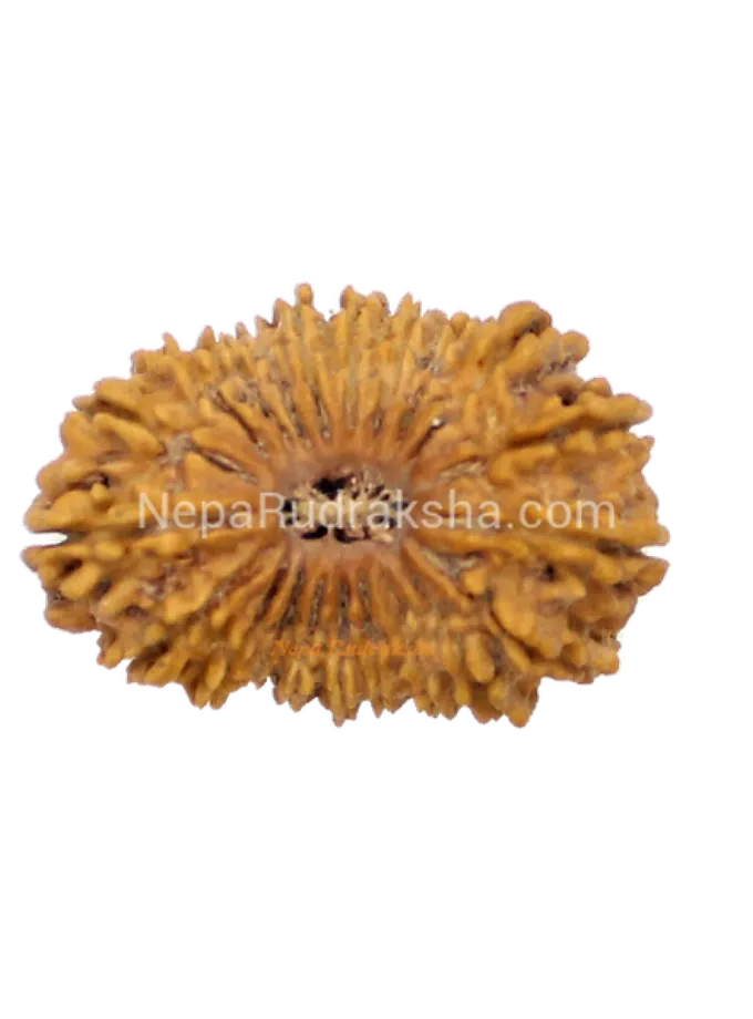 Rudraksha 21 Mukhi 33mm High Quality