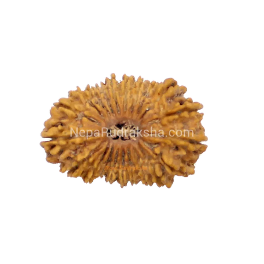 Rudraksha 21 Mukhi 33mm High Quality