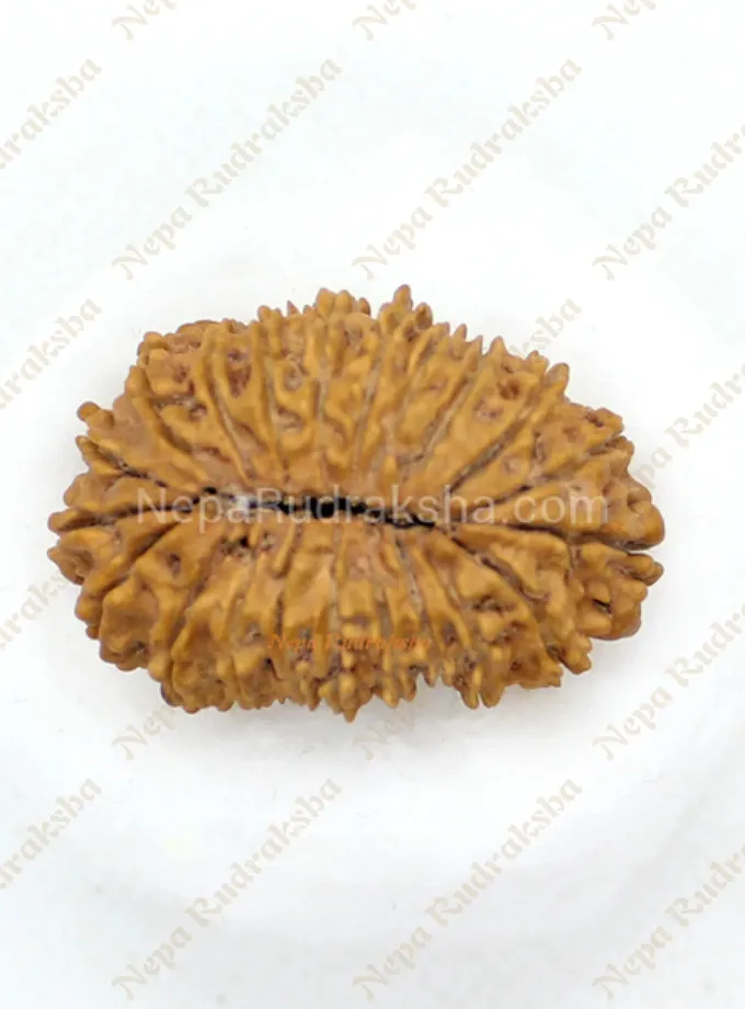 Rudraksha 21 Mukhi 33mm High Quality