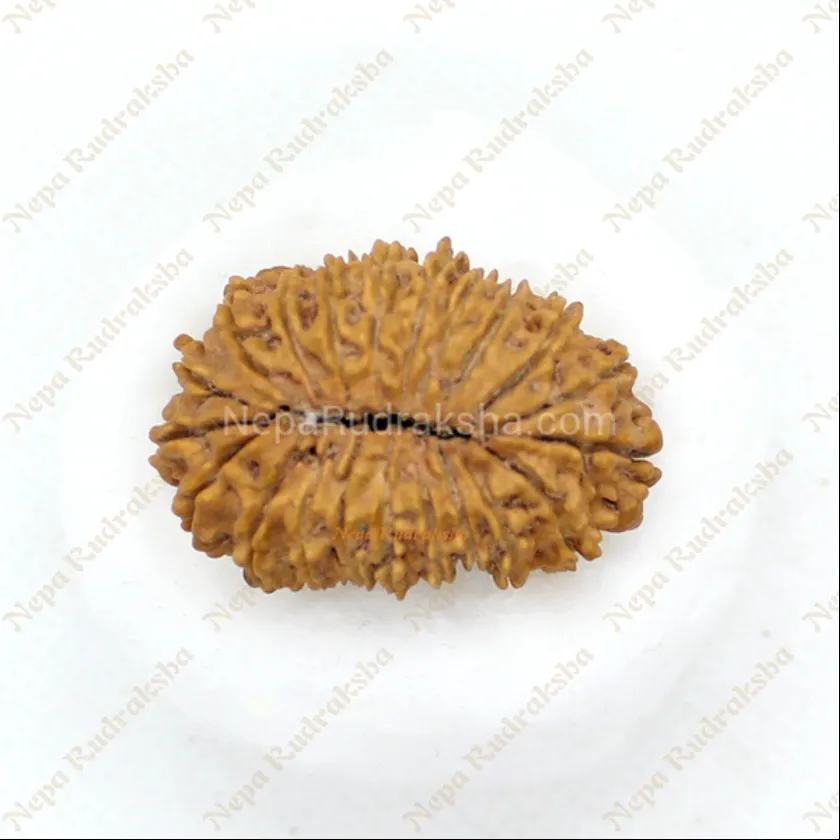 Rudraksha 21 Mukhi 33mm High Quality