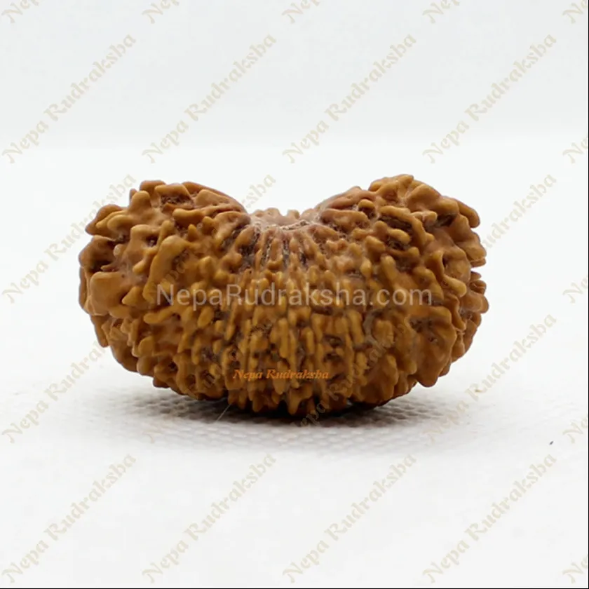 Rudraksha 21 Mukhi 33mm High Quality