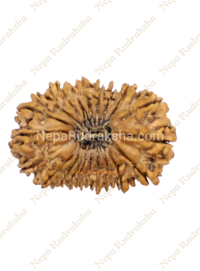 Rudraksha 21 Mukhi 34mm Best Price