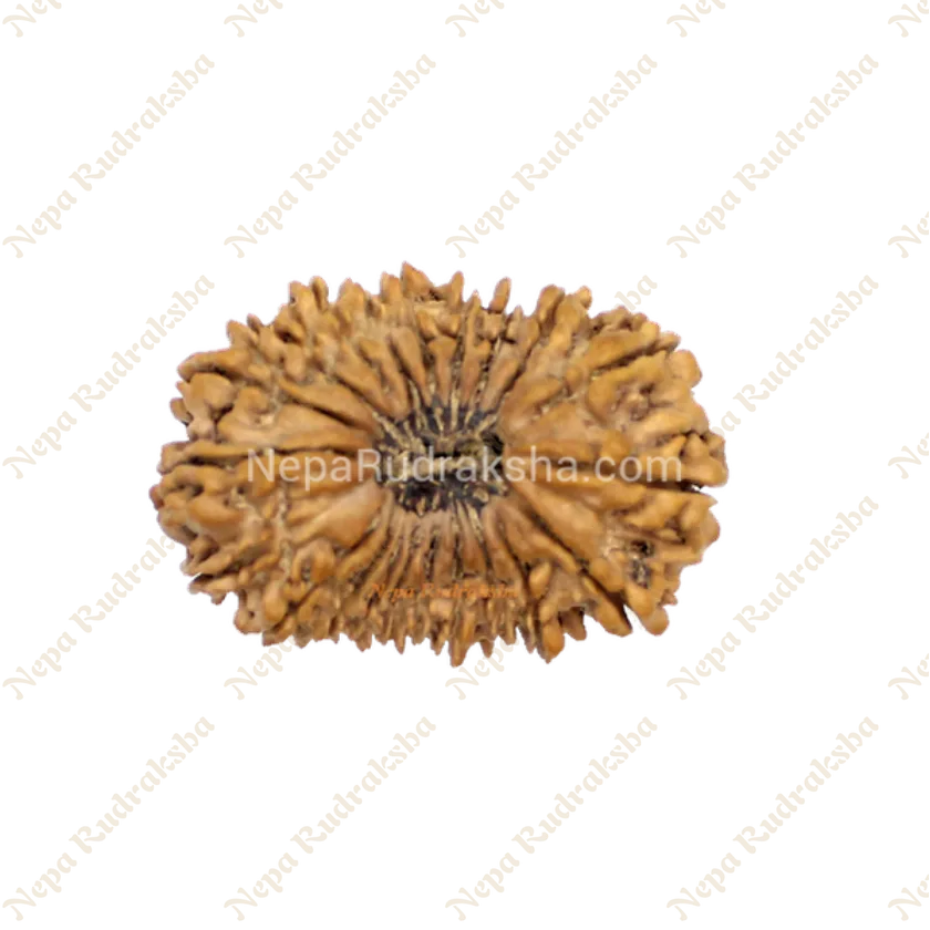 Rudraksha 21 Mukhi 34mm Best Price