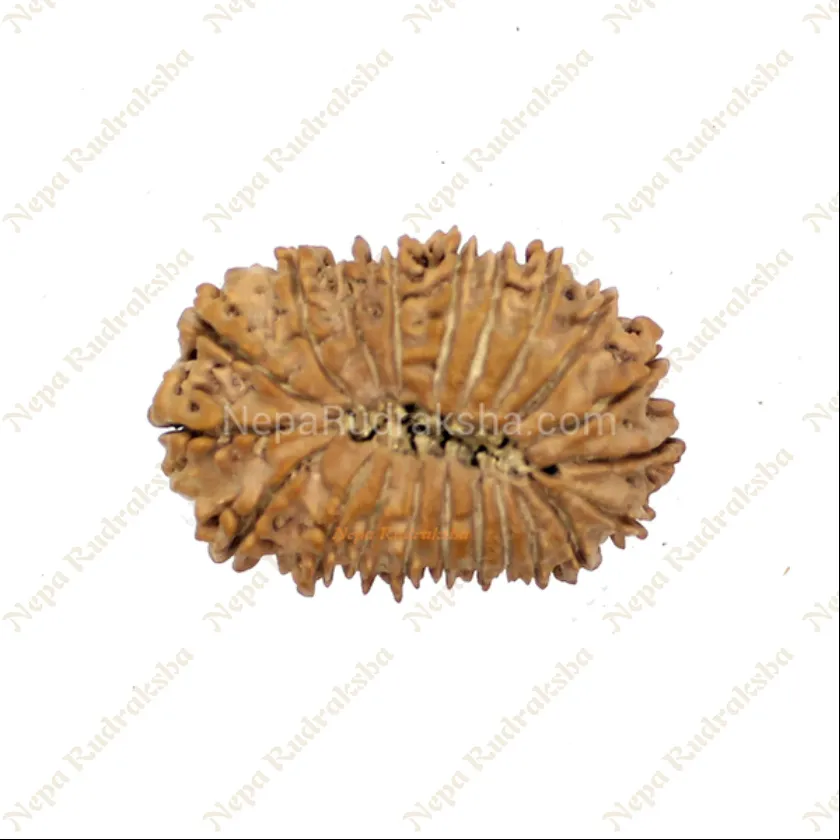 Rudraksha 21 Mukhi 34mm Best Price