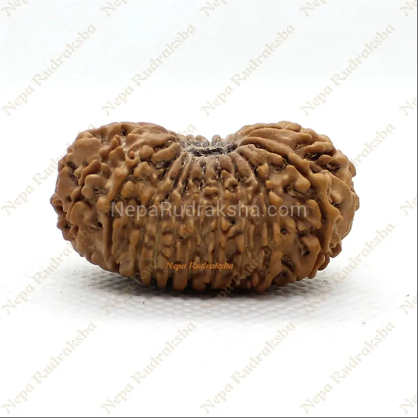 Rudraksha 21 Mukhi 34mm Best Price