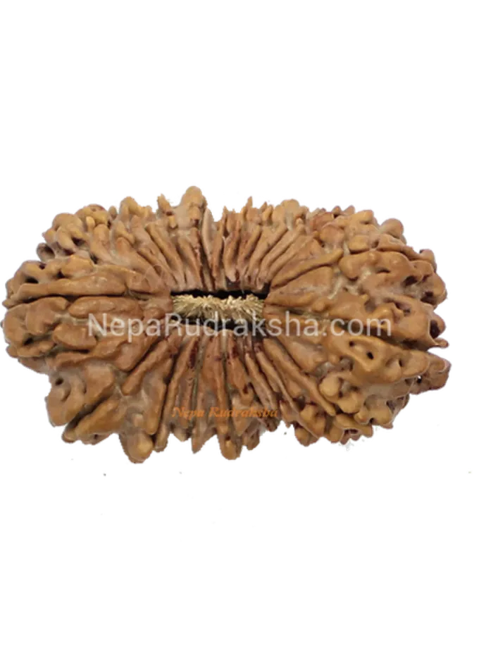 Rudraksha 21 Mukhi 36mm Best Price