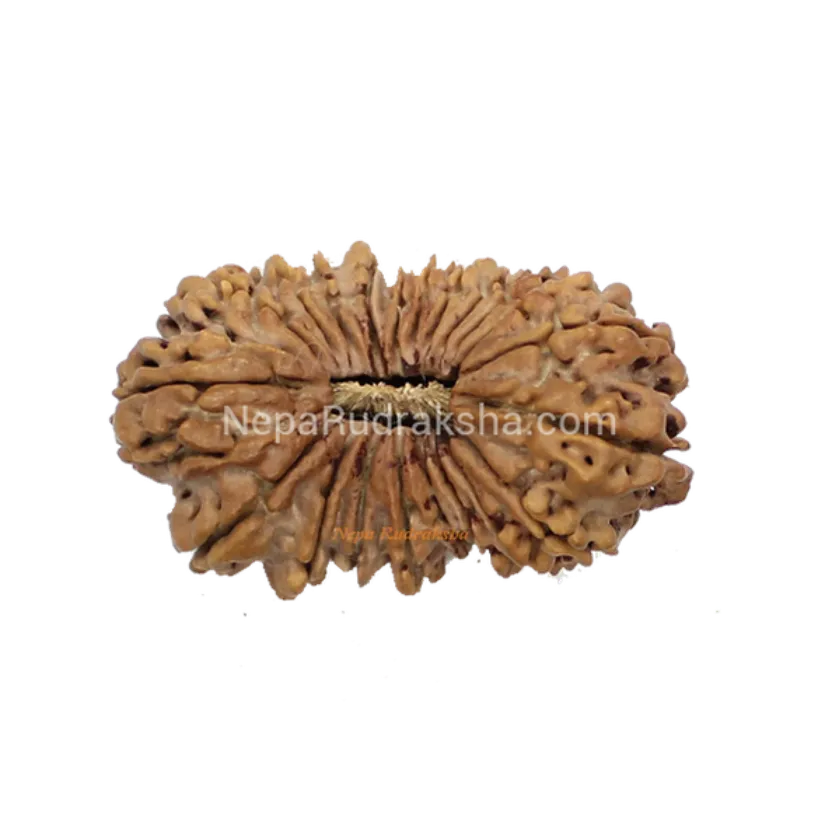 Rudraksha 21 Mukhi 36mm Best Price