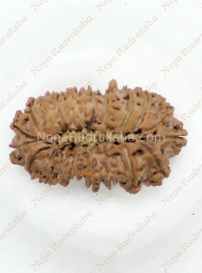 Rudraksha 21 Mukhi 36mm Best Price