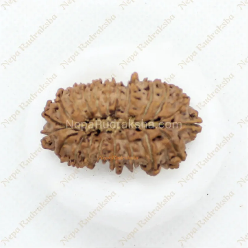 Rudraksha 21 Mukhi 36mm Best Price