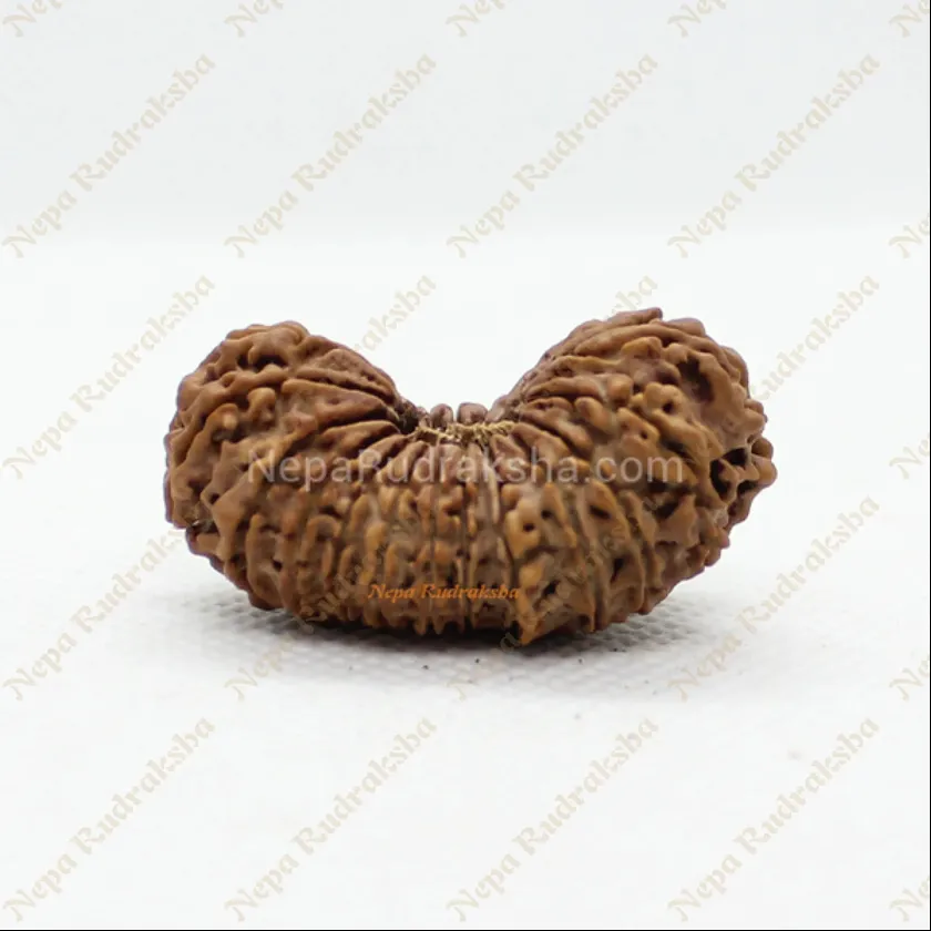 Rudraksha 21 Mukhi 36mm Best Price