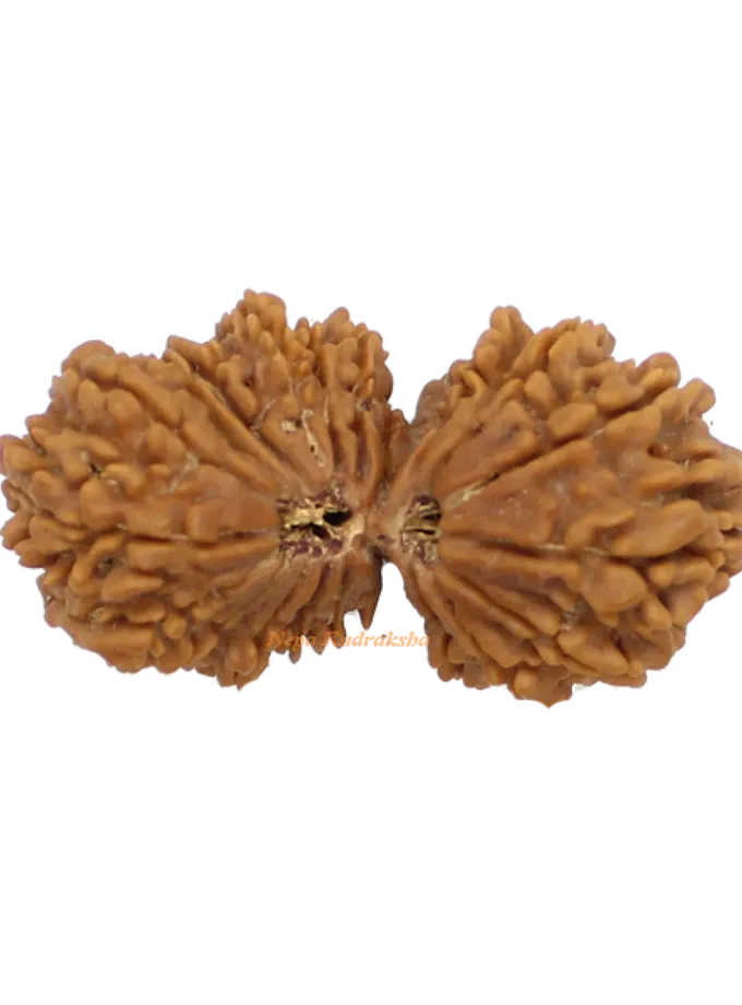 Rudraksha 21 Mukhi Gauri Shankhar 41mm Same Day Delivery