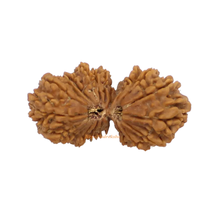 Rudraksha 21 Mukhi Gauri Shankhar 41mm Same Day Delivery