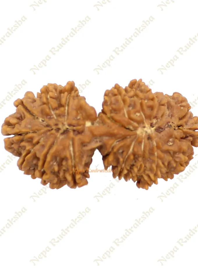 Rudraksha 21 Mukhi Gauri Shankhar 41mm Same Day Delivery