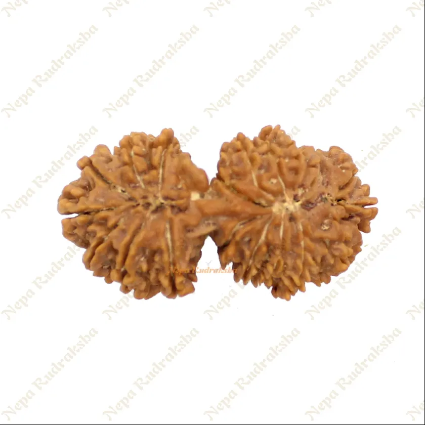 Rudraksha 21 Mukhi Gauri Shankhar 41mm Same Day Delivery