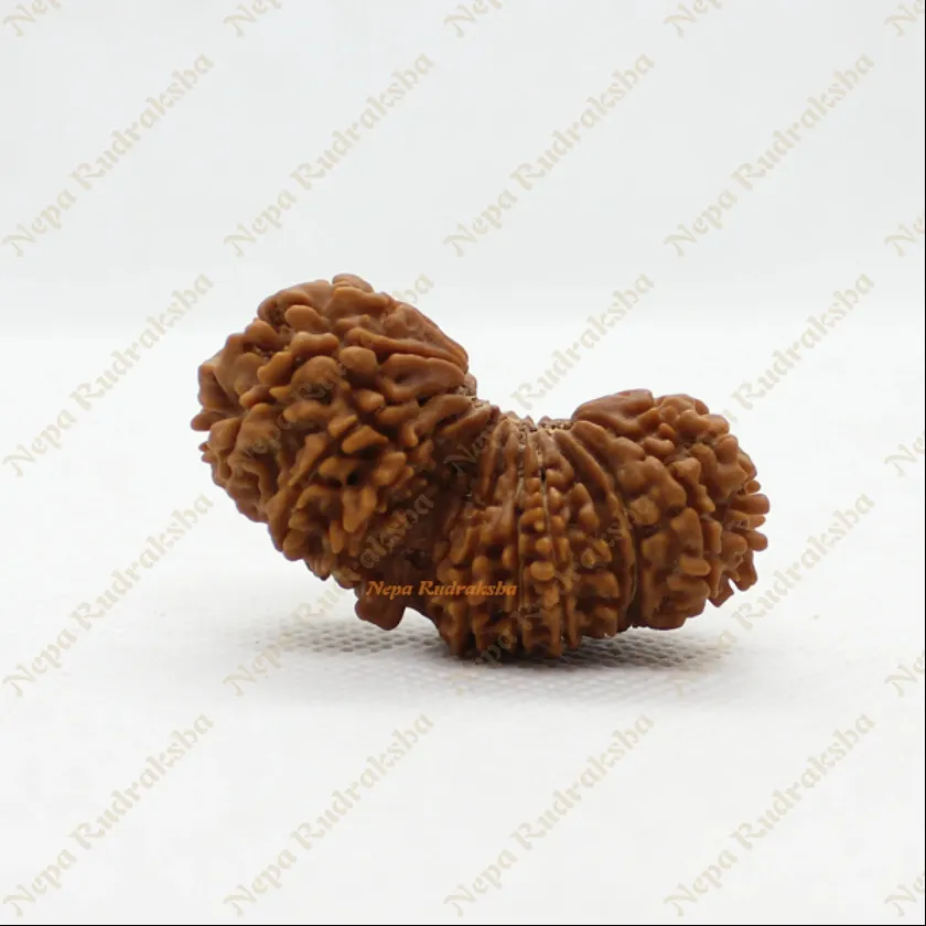 Rudraksha 21 Mukhi Gauri Shankhar 41mm Same Day Delivery