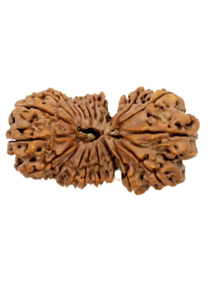 Rudraksha 21 Mukhi Gauri Shankhar 43mm High Quality