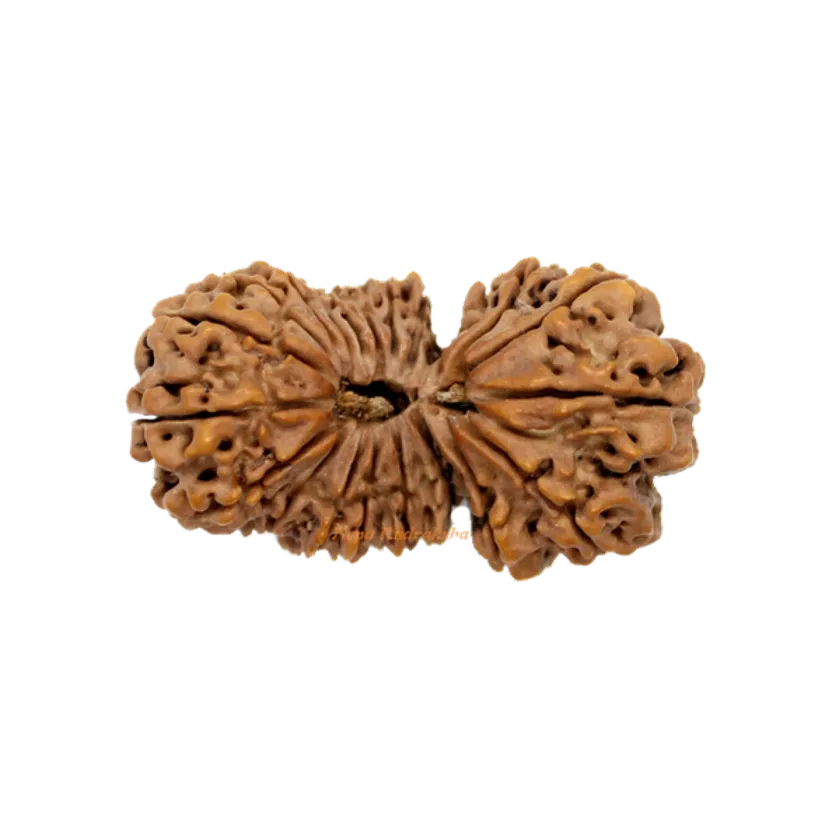 Rudraksha 21 Mukhi Gauri Shankhar 43mm High Quality