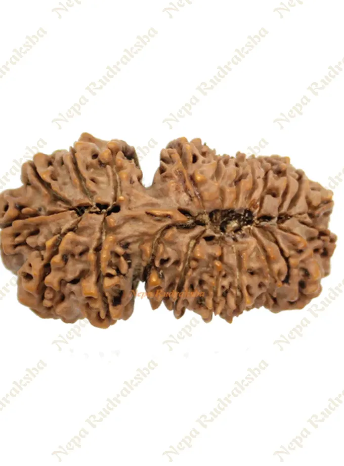 Rudraksha 21 Mukhi Gauri Shankhar 43mm High Quality