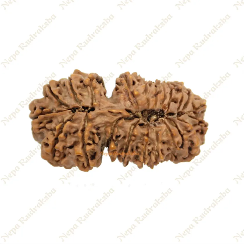 Rudraksha 21 Mukhi Gauri Shankhar 43mm High Quality