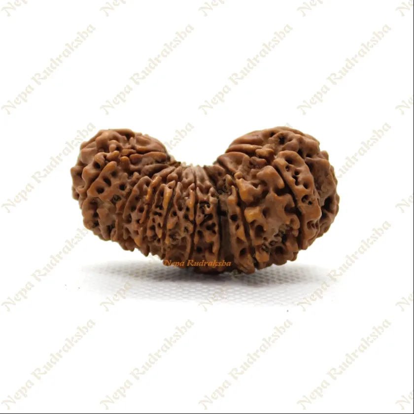 Rudraksha 21 Mukhi Gauri Shankhar 43mm High Quality