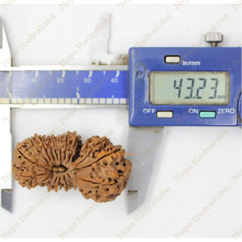 Rudraksha 21 Mukhi Gauri Shankhar 43mm High Quality