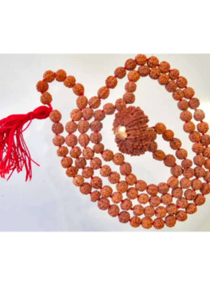 Rudraksha 5 Mukhi Brihaspati Mala (14 Mukhi Guru Bead) Best Price