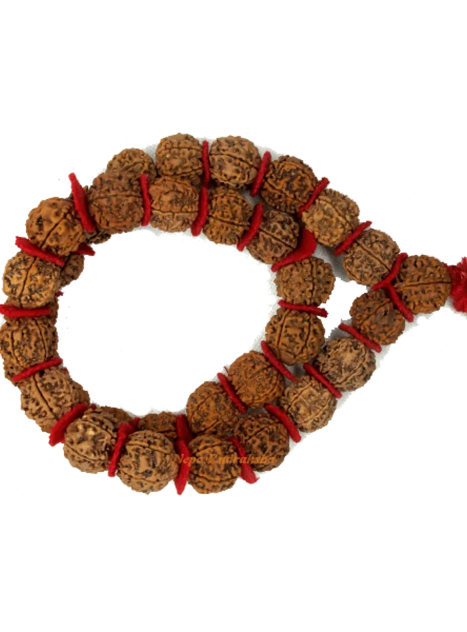 Rudraksha 6 Mukhi Kantha Mala Same Day Delivery