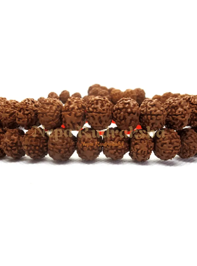 Rudraksha 7 Mukhi Japa Mala On Sale