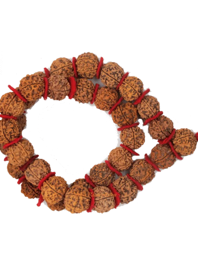 Rudraksha 7 Mukhi Kantha Mala For Sale