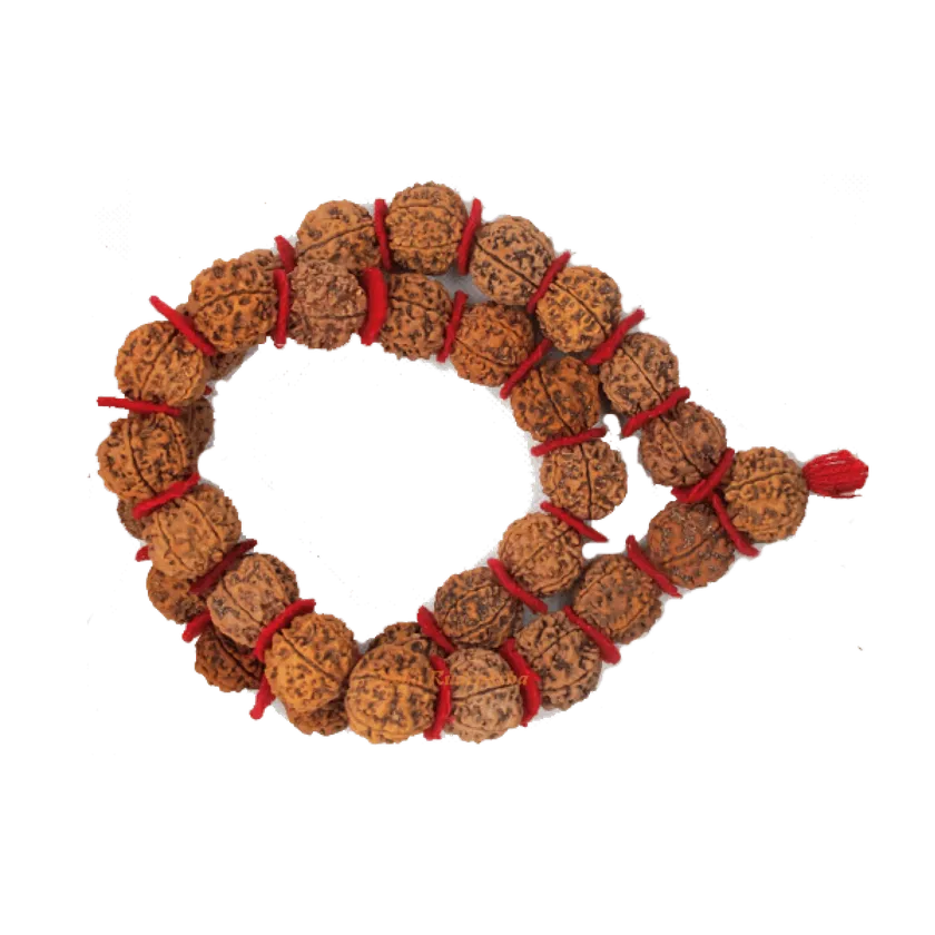 Rudraksha 7 Mukhi Kantha Mala For Sale