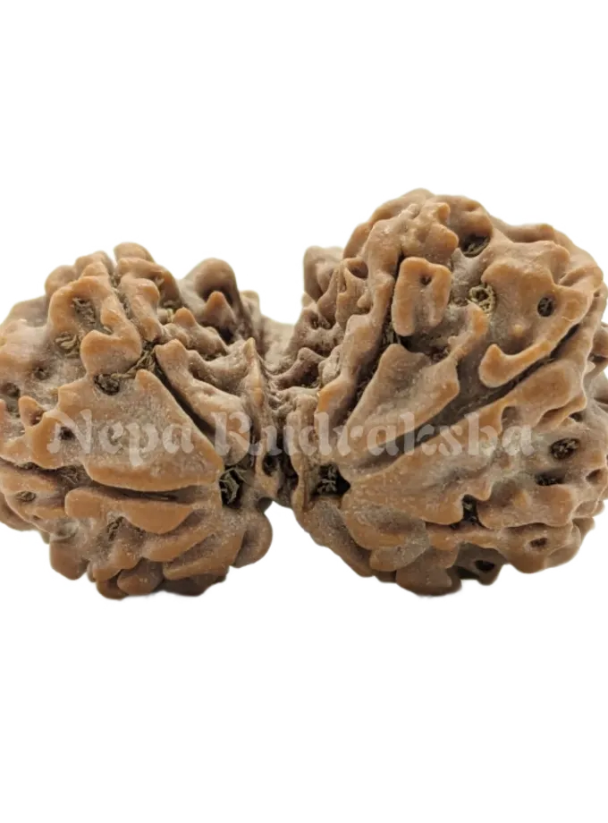 Rudraksha 8 Mukhi ( Gauri Sankhar) New Arrival