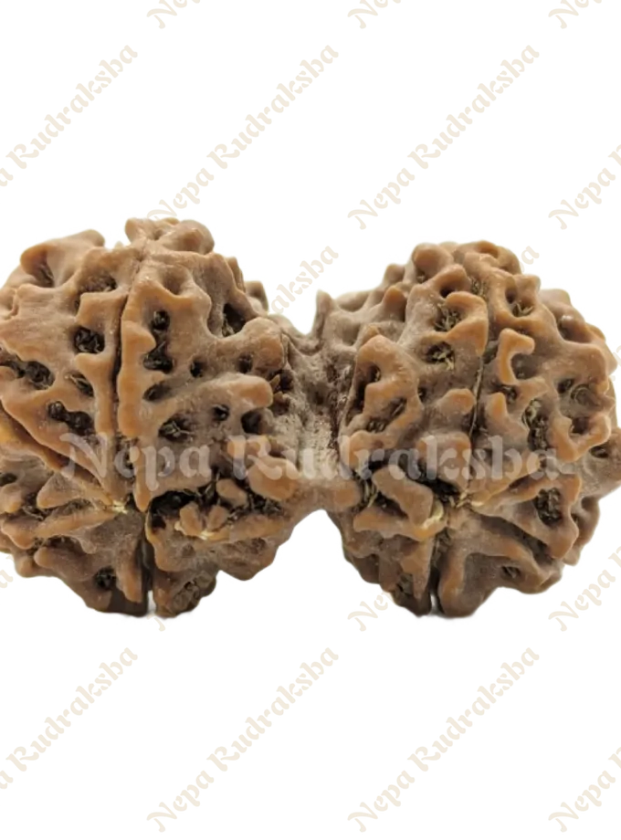 Rudraksha 8 Mukhi ( Gauri Sankhar) New Arrival