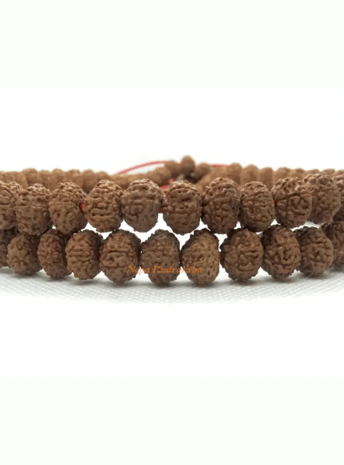 Rudraksha 8 Mukhi Japa Mala Best Price