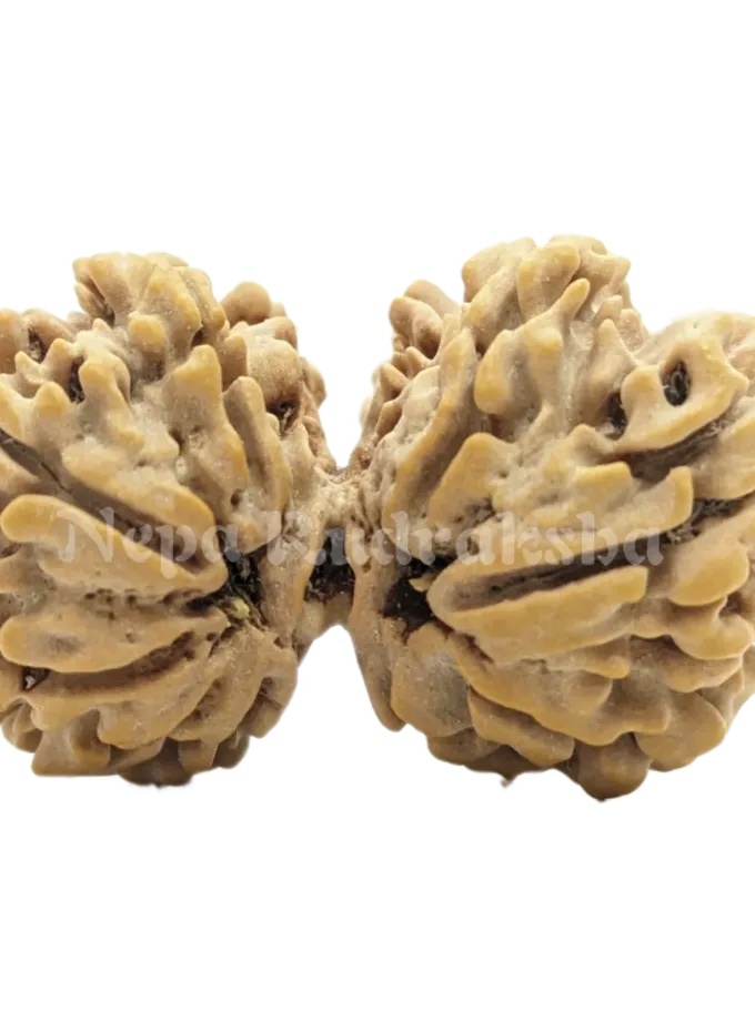 Rudraksha 9 Mukhi ( 9 Gauri Sankhar) Best Buy