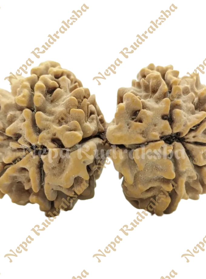 Rudraksha 9 Mukhi ( 9 Gauri Sankhar) Best Buy