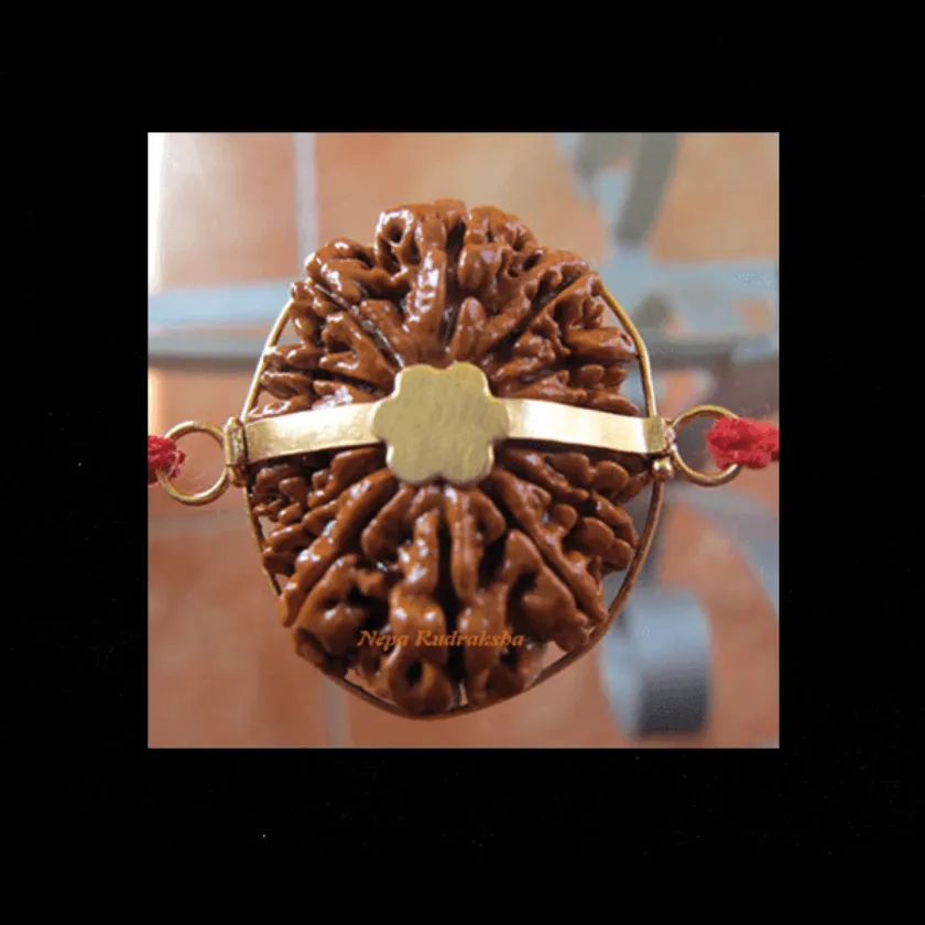 Rudraksha Ajna Chakra Combination (Third Eye activation) Free shipping