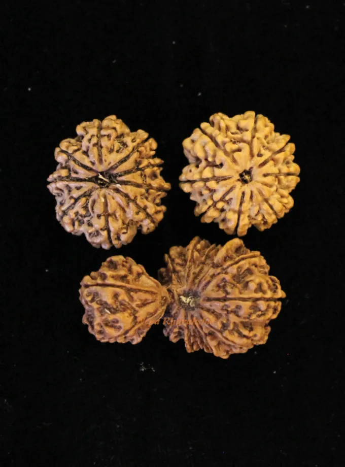 Rudraksha Ardhanareshwar Combination (Spouse relationship) Free shipping