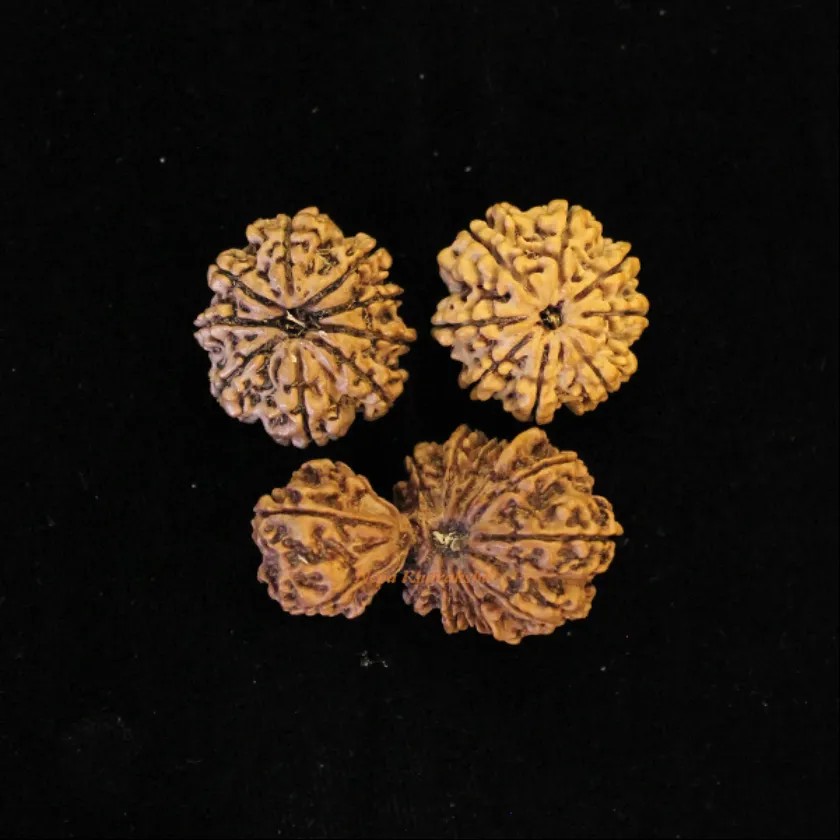 Rudraksha Ardhanareshwar Combination (Spouse relationship) Free shipping